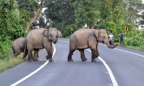 Valparai में जंगली हाथियों ने महिला और उसकी पोती को कुचलकर मार डाला Valparai में जंगली हाथियों ने महिला और उसकी पोती को कुचलकर मार डाला