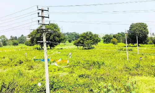 Harohalli : जंगली सूअरों का बढ़ता प्रकोप Harohalli : जंगली सूअरों का बढ़ता प्रकोप