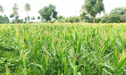 Kodigenahalli : बारिश की कमी के कारण किसान भी चिंतित Kodigenahalli : बारिश की कमी के कारण किसान भी चिंतित