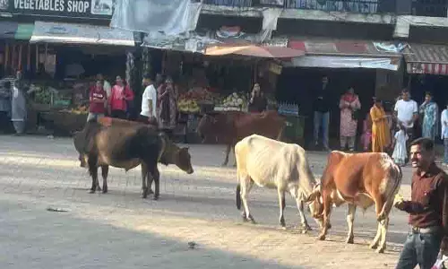 Nurpur में आवारा पशुओं का आतंक दैनिक जीवन को संकट में बदल रहा Nurpur में आवारा पशुओं का आतंक दैनिक जीवन को संकट में बदल रहा