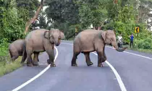 Tamil Nadu: जंगली हाथियों ने महिला और उसकी पोती को कुचलकर मार डाला Tamil Nadu: जंगली हाथियों ने महिला और उसकी पोती को कुचलकर मार डाला