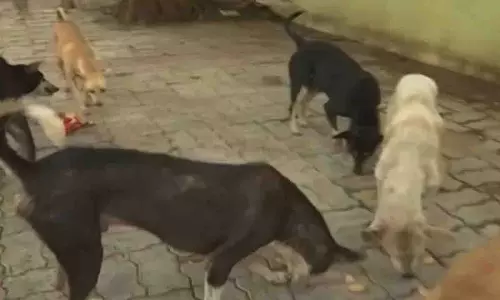 Bhubaneswar में बढ़ती कुत्तों की आबादी बनी चिंता का विषय
