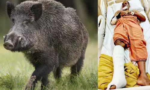 जंगली सूअरों का प्रकोप गंभीर; नियंत्रण उपायों में धीमी प्रगति जंगली सूअरों का प्रकोप गंभीर; नियंत्रण उपायों में धीमी प्रगति