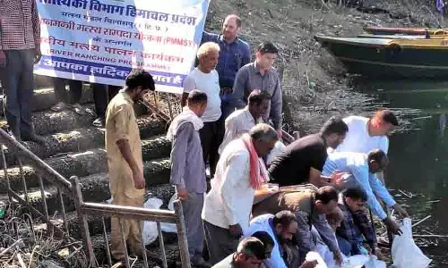 Himachal: महाशीर की धूम, मत्स्य विभाग ने 12,000 फिंगरलिंग मछलियाँ छोड़ी Himachal: महाशीर की धूम, मत्स्य विभाग ने 12,000 फिंगरलिंग मछलियाँ छोड़ी