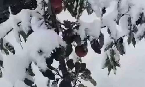 जलवायु परिवर्तन से Lahaul-Spiti के सेब उत्पादक तबाह जलवायु परिवर्तन से Lahaul-Spiti के सेब उत्पादक तबाह