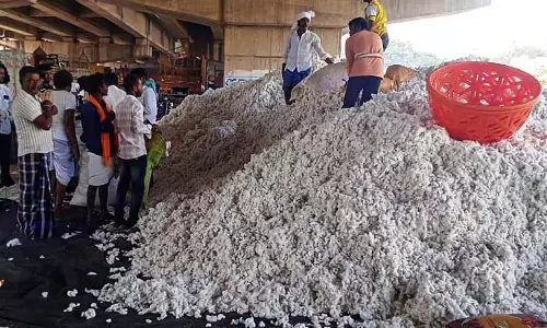 Kushtagi : कपास को उचित विपणन प्रणाली की आवश्यकता है Kushtagi : कपास को उचित विपणन प्रणाली की आवश्यकता है