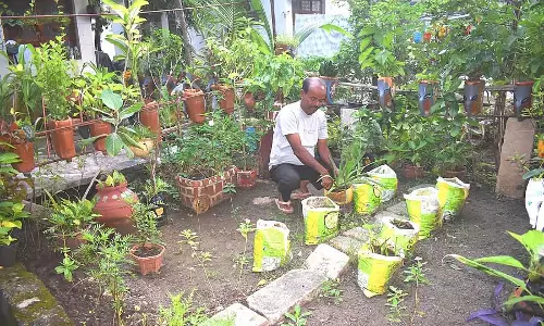 Sedum : एक पौधा जो प्लास्टिक की बोतलों में खिलता है