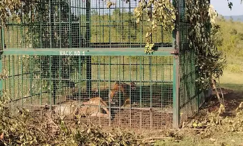 जाल में फंसा बाघ: बन्नेरघट्टा पुनर्वास केंद्र में स्थानांतरित जाल में फंसा बाघ: बन्नेरघट्टा पुनर्वास केंद्र में स्थानांतरित