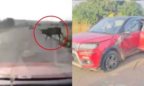 Rajapur में हाईवे हादसा, गाय को बचाते समय कार अनियंत्रित Rajapur में हाईवे हादसा, गाय को बचाते समय कार अनियंत्रित