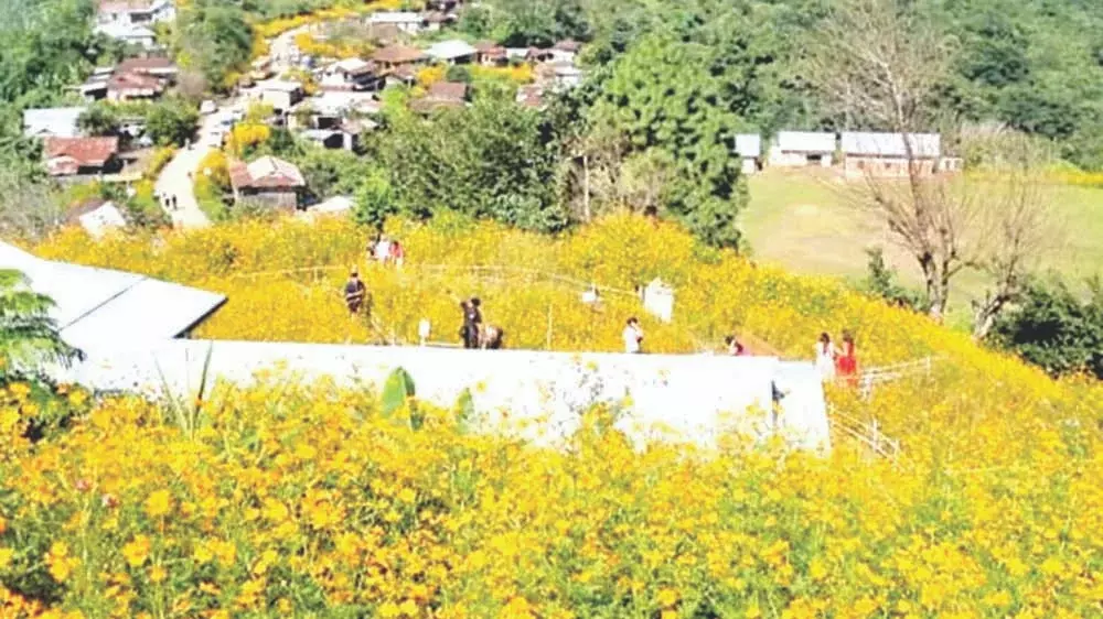 पेलेत्की गांव में पहला कॉसमॉस महोत्सव आयोजित, हजारों पर्यटक आए पेलेत्की गांव में पहला कॉसमॉस महोत्सव आयोजित, हजारों पर्यटक आए