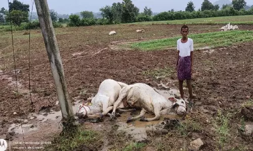 बिजली का करंट लगने से दो गायों की मौत बिजली का करंट लगने से दो गायों की मौत