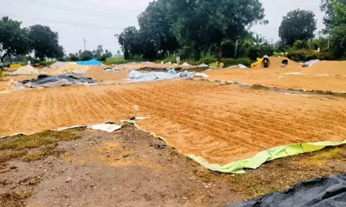 Kattangur में बारिश से भीगा धान.. किसान संकट में Kattangur में बारिश से भीगा धान.. किसान संकट में