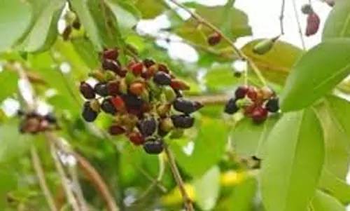 Jamun की पत्तियां: इंसुलिन रेजिस्टेंस घटाएं, डायबिटीज को करें कंट्रोल Jamun की पत्तियां: इंसुलिन रेजिस्टेंस घटाएं, डायबिटीज को करें कंट्रोल
