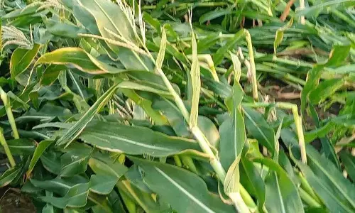 लगातार बारिश से फसलों को नुकसान, किसानों में बेचैनी, मंडियों में बाज़ार दरें प्रभावित लगातार बारिश से फसलों को नुकसान, किसानों में बेचैनी, मंडियों में बाज़ार दरें प्रभावित