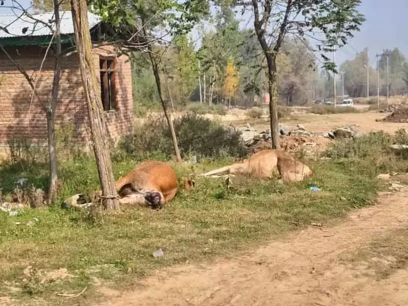 Budgam में छह मरी गायें फेंकी गईं, स्थानीयों ने लापरवाही की निंदा की Budgam में छह मरी गायें फेंकी गईं, स्थानीयों ने लापरवाही की निंदा की