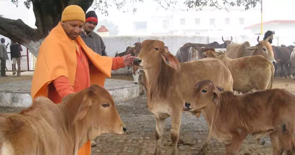 Lucknow: योगी सरकार की नई पहल, यूपी में काऊ टूरिज्म को बढ़ावा Lucknow: योगी सरकार की नई पहल, यूपी में काऊ टूरिज्म को बढ़ावा