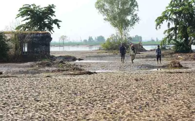 Jalandhar: विशेषज्ञ बाढ़ प्रभावित खेतों के लिए फसल के विकल्प और मृदा सुधार के उपाय सुझा रहे Jalandhar: विशेषज्ञ बाढ़ प्रभावित खेतों के लिए फसल के विकल्प और मृदा सुधार के उपाय सुझा रहे