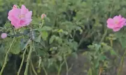 UP: गुलाब की खेती ने कन्नौज के किसानों की किस्मत बदली UP: गुलाब की खेती ने कन्नौज के किसानों की किस्मत बदली