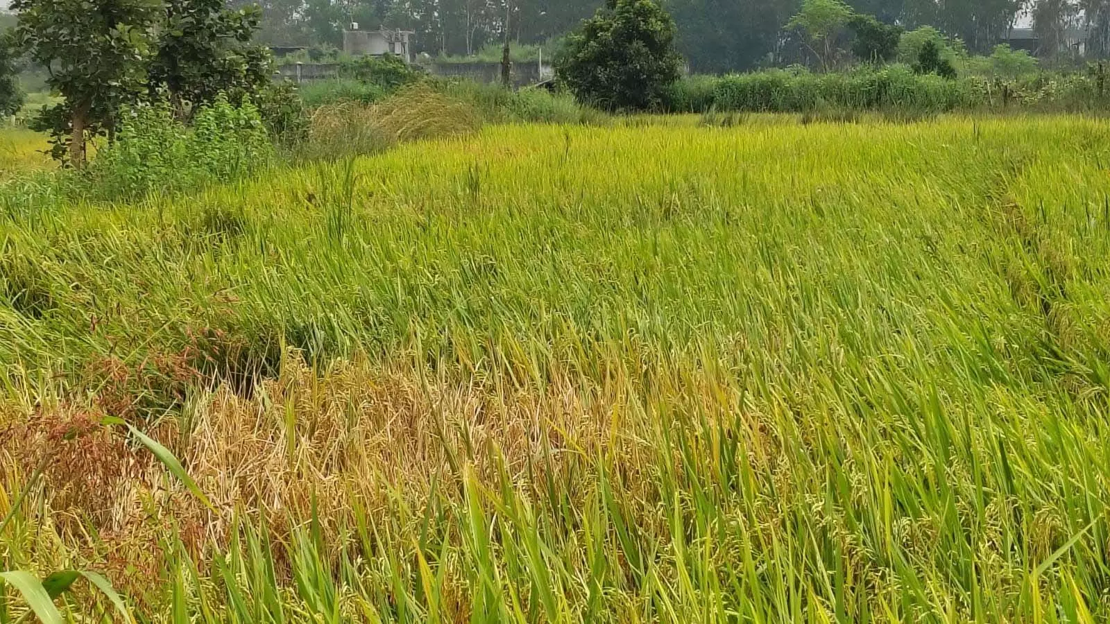 धान फसल में कीट एवं रोग प्रबंधन धान फसल में कीट एवं रोग प्रबंधन