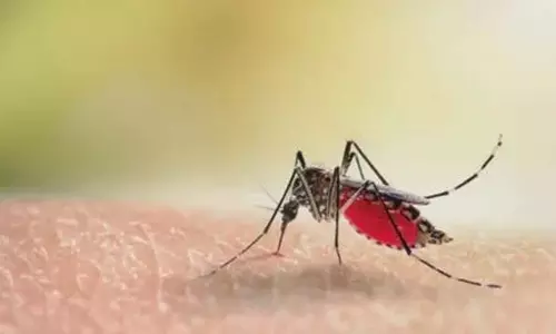 डेंगू से कबड्डी खिलाड़ी की मौत, 100 से ज्यादा लोग मिले पॉजिटिव