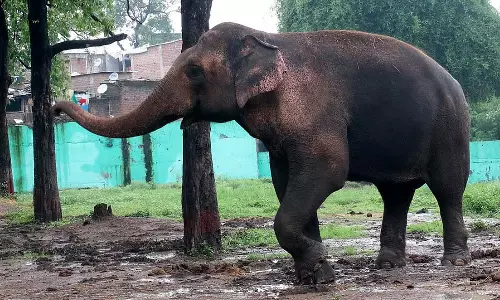 Indore : पैनल ने हाथी मोती को वंतारा स्थानांतरित करने का आदेश दिया Indore : पैनल ने हाथी मोती को वंतारा स्थानांतरित करने का आदेश दिया