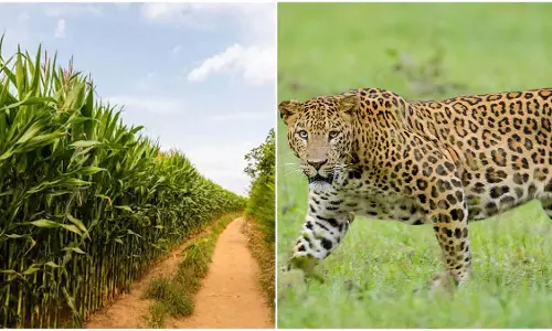 जुन्नार में पेराई सत्र शुरू होने पर चीनी मिलों को गन्ना काटने वालों को तेंदुए के हमलों से बचाने का निर्देश जुन्नार में पेराई सत्र शुरू होने पर चीनी मिलों को गन्ना काटने वालों को तेंदुए के हमलों से बचाने का निर्देश