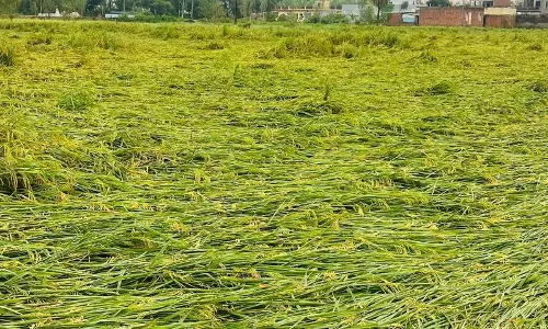 Haryana : अंबाला और कुरुक्षेत्र के धान उत्पादकों को चुकानी पड़ रही है कीमत