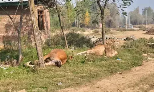 Budgam में छह मरी गायें फेंकी गईं, स्थानीयों ने लापरवाही की निंदा की