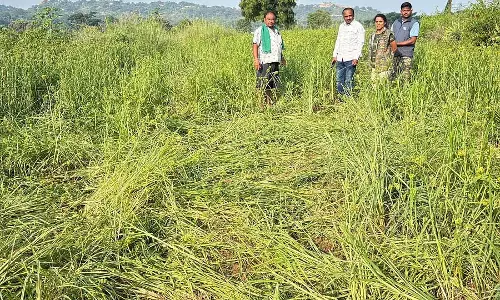 जंगली हाथी का हमला: भारी फसल क्षति