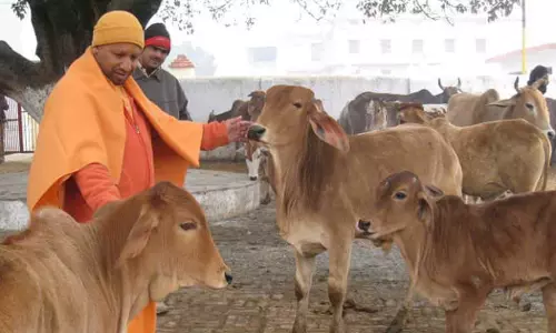 Lucknow: योगी सरकार की नई पहल, यूपी में काऊ टूरिज्म को बढ़ावा