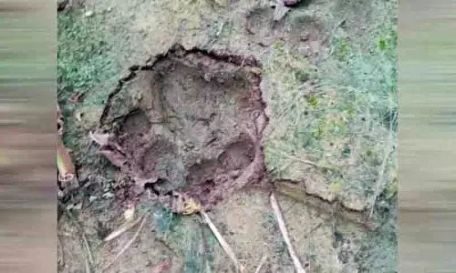 Kagaznagar संभाग में बाघ की आवाजाही से किसानों में दहशत Kagaznagar संभाग में बाघ की आवाजाही से किसानों में दहशत