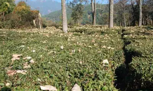 Kangra चाय उद्योग अनिश्चितता का सामना कर रहा