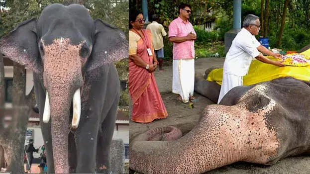 Kerala: लोकप्रिय टस्कर गुरुवायूर गोकुल का 30 वर्ष की आयु में निधन Kerala: लोकप्रिय टस्कर गुरुवायूर गोकुल का 30 वर्ष की आयु में निधन