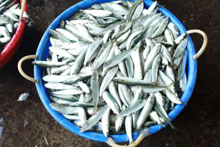 CMFRI ने युवा सार्डिन की बढ़ती संख्या के बीच केरल के मछुआरों को चेतावनी दी