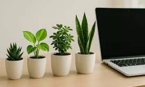इन 10 छोटे Plants से ऑफिस डेस्क बनेगा स्वर्ग इन 10 छोटे Plants से ऑफिस डेस्क बनेगा स्वर्ग