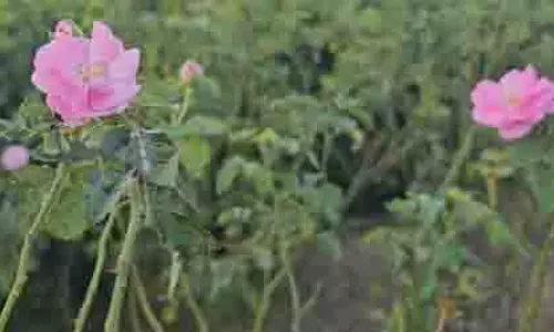 UP: गुलाब की खेती ने कन्नौज के किसानों की किस्मत बदली UP: गुलाब की खेती ने कन्नौज के किसानों की किस्मत बदली