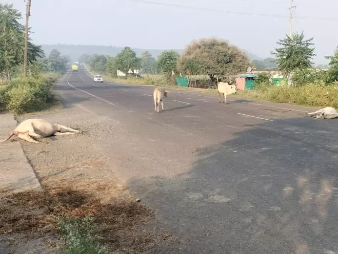 Budgam: खानशाब मार्ग पर छह गायों के शव बरामद, जांच की मांग Budgam: खानशाब मार्ग पर छह गायों के शव बरामद, जांच की मांग