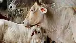 Up News: गौशाला की दर्दनाक हालत,भूख-प्यास से तड़पती गायें Up News: गौशाला की दर्दनाक हालत,भूख-प्यास से तड़पती गायें