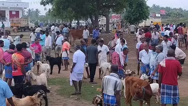 Kalpaganur में खरपतवार से बना एक बकरी बाज़ार Kalpaganur में खरपतवार से बना एक बकरी बाज़ार