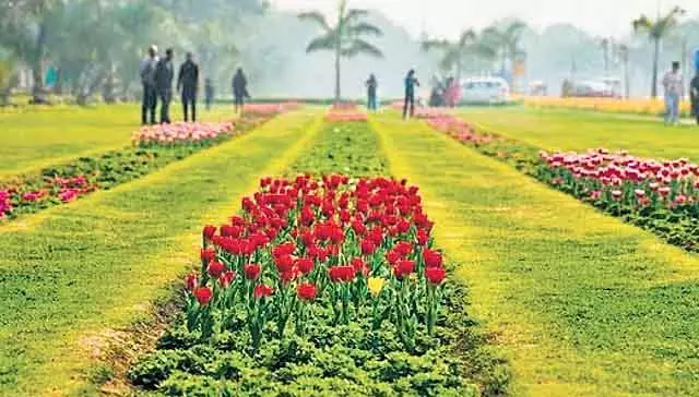 एनडीएमसी इस सर्दी में 3.25 लाख ट्यूलिप लगाएगी, घरेलू किस्म पर जोर एनडीएमसी इस सर्दी में 3.25 लाख ट्यूलिप लगाएगी, घरेलू किस्म पर जोर