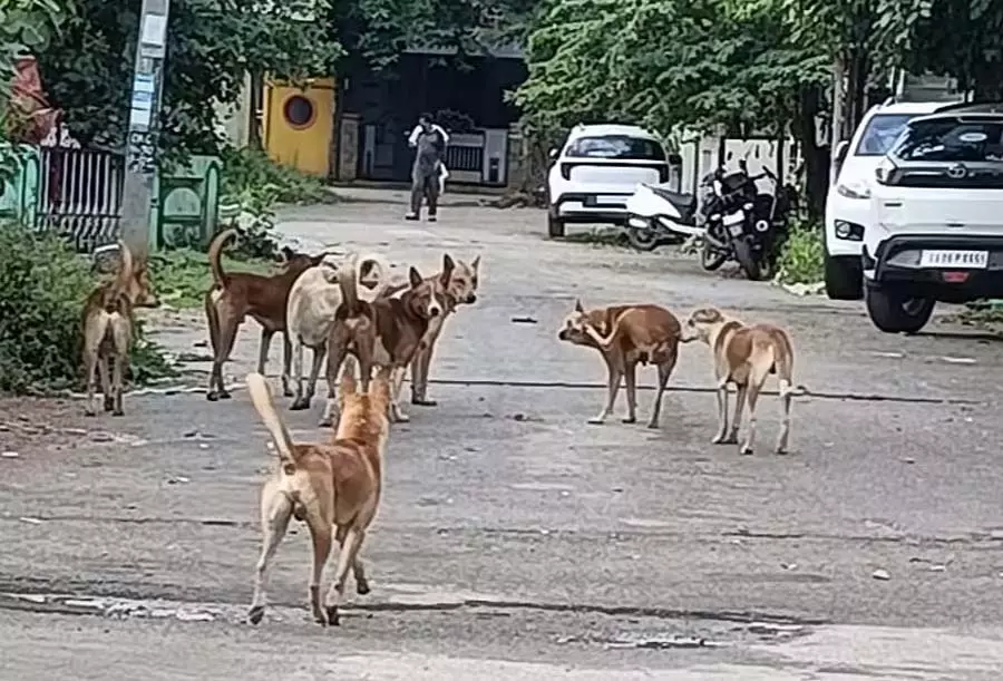 Shira : आवारा कुत्तों के आतंक से परेशान लोग Shira : आवारा कुत्तों के आतंक से परेशान लोग