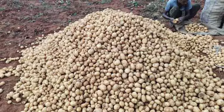 Nandapur आलू किसानों को नुकसान, बाहरी व्यापारी कर रहे मुनाफा Nandapur आलू किसानों को नुकसान, बाहरी व्यापारी कर रहे मुनाफा