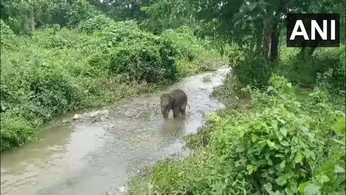 मुख्यमंत्री ममता बनर्जी ने बाढ़ और भूस्खलन में बचाए गए हाथी के बछड़े का नाम रखा ‘लकी’ मुख्यमंत्री ममता बनर्जी ने बाढ़ और भूस्खलन में बचाए गए हाथी के बछड़े का नाम रखा ‘लकी’