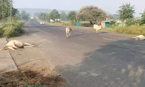 Budgam: खानशाब मार्ग पर छह गायों के शव बरामद, जांच की मांग
