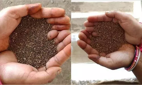 सरकार पहली बार कोदो कुटकी खरीदेगी; कैबिनेट ने बाजरा पैदा करने वाले जिलों से खरीद को मंजूरी दी