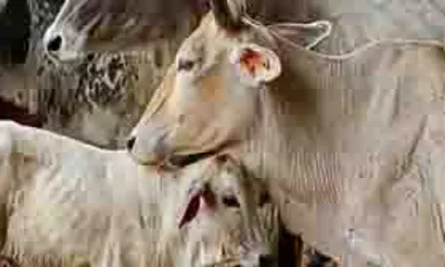 Up News: गौशाला की दर्दनाक हालत,भूख-प्यास से तड़पती गायें Up News: गौशाला की दर्दनाक हालत,भूख-प्यास से तड़पती गायें