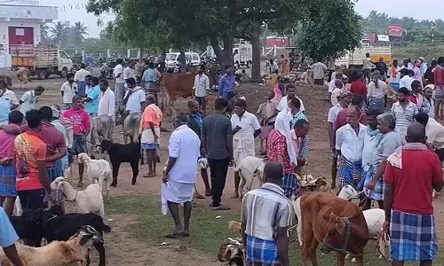 Kalpaganur में खरपतवार से बना एक बकरी बाज़ार