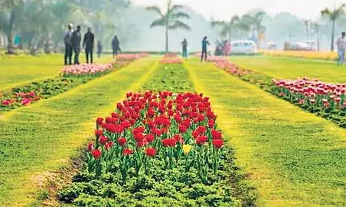 एनडीएमसी इस सर्दी में 3.25 लाख ट्यूलिप लगाएगी, घरेलू किस्म पर जोर