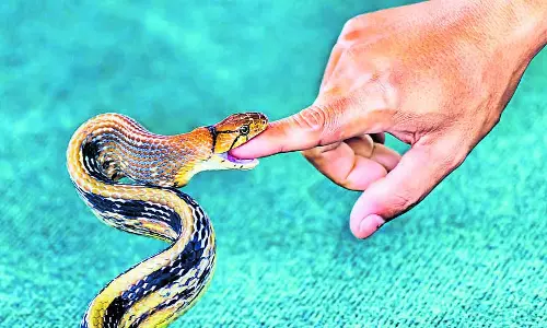 Karnataka : सांप और कुत्ते के काटने से चिक्काबल्लापुर में दहशत Karnataka : सांप और कुत्ते के काटने से चिक्काबल्लापुर में दहशत