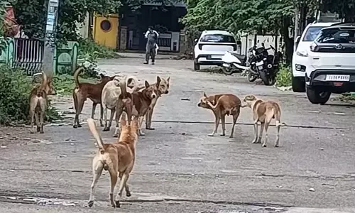 Shira : आवारा कुत्तों के आतंक से परेशान लोग